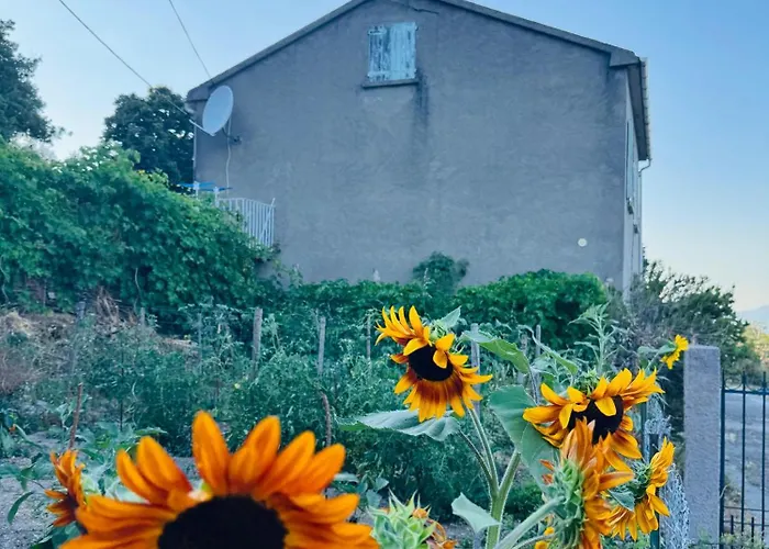 Maison Traditionnelle Avec Vues Sur St Michel * Murato